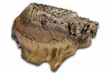 Fossil Woolly Mammoth Lower M Molar - Siberia #337196-4